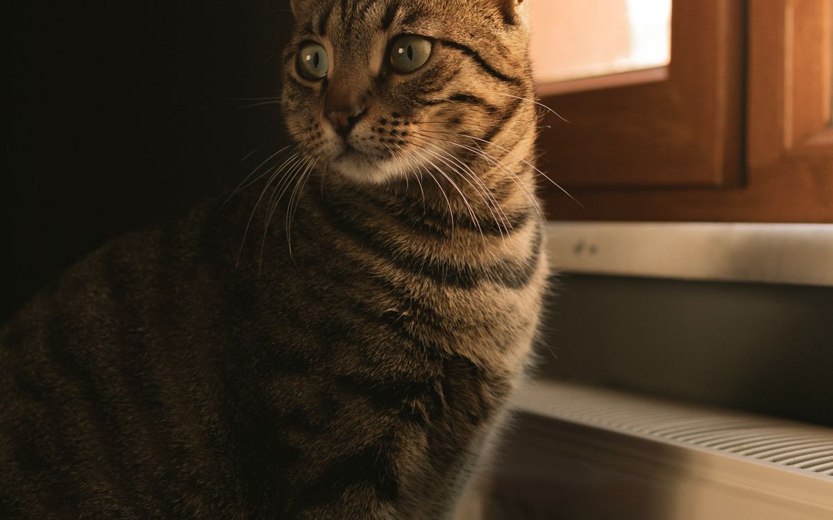 A calm tabby cat sitting by a window