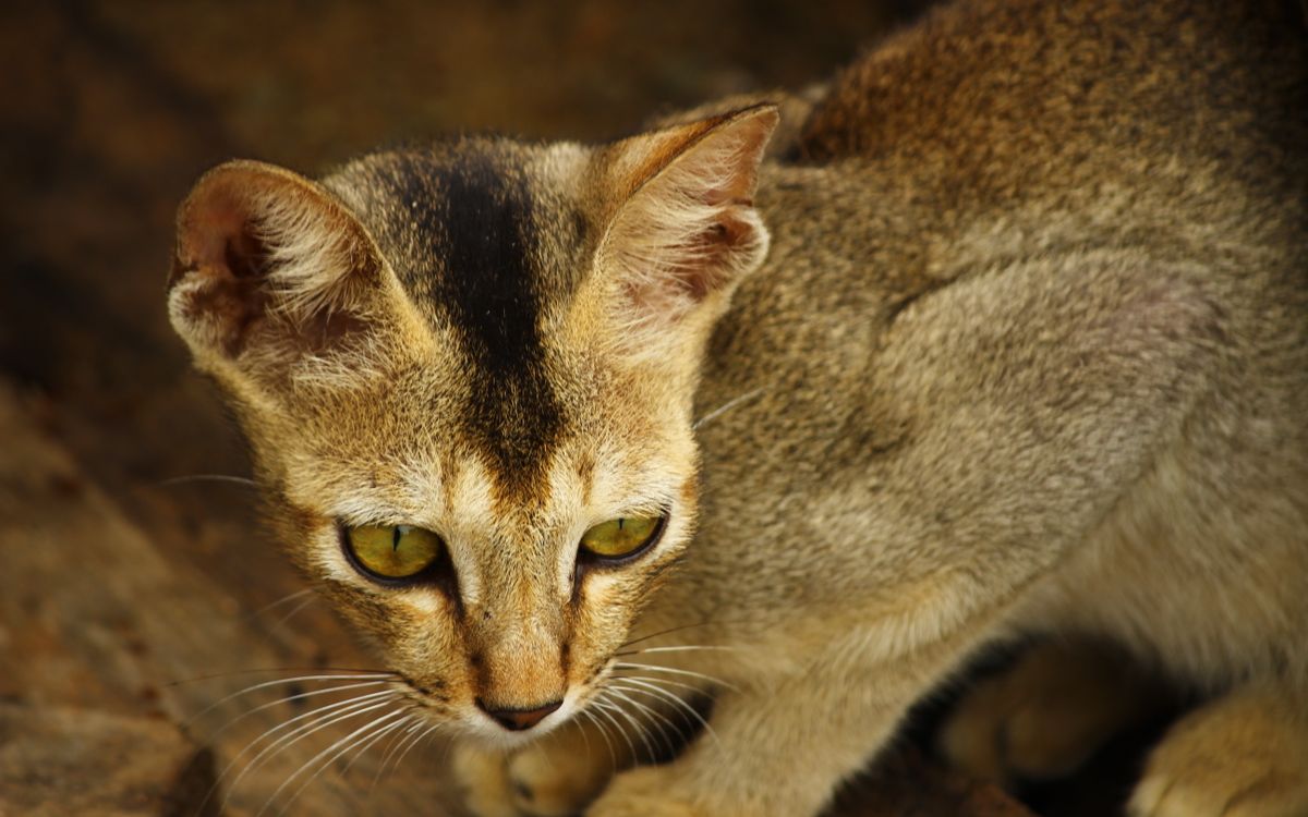 An alert cat looking wary