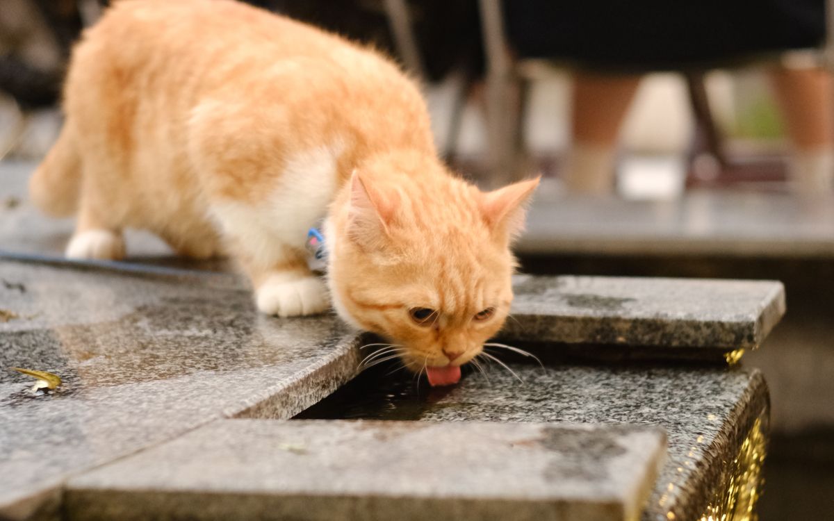 A cat drinking from a running water fountain