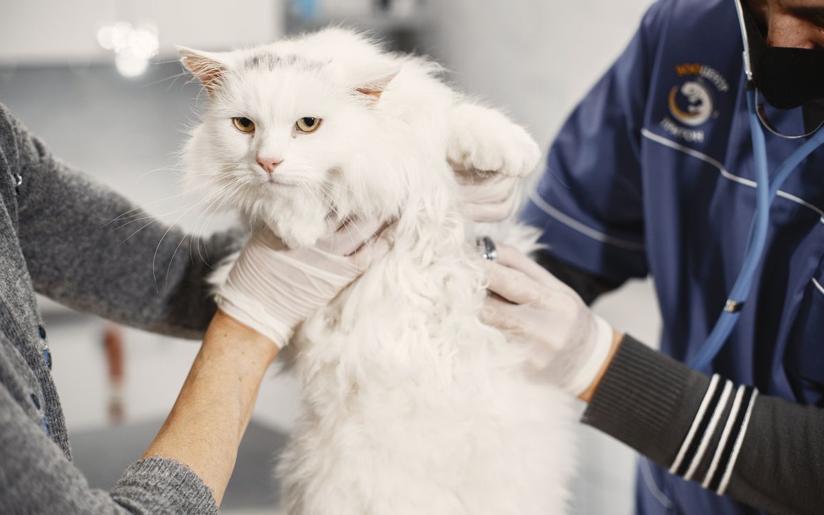 A cat being examined by a veterinarian