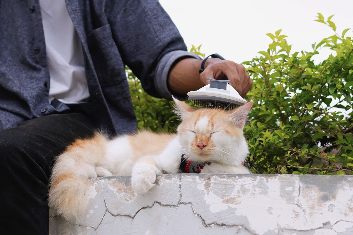 A relaxed tortoiseshell cat lying beside a grooming brush