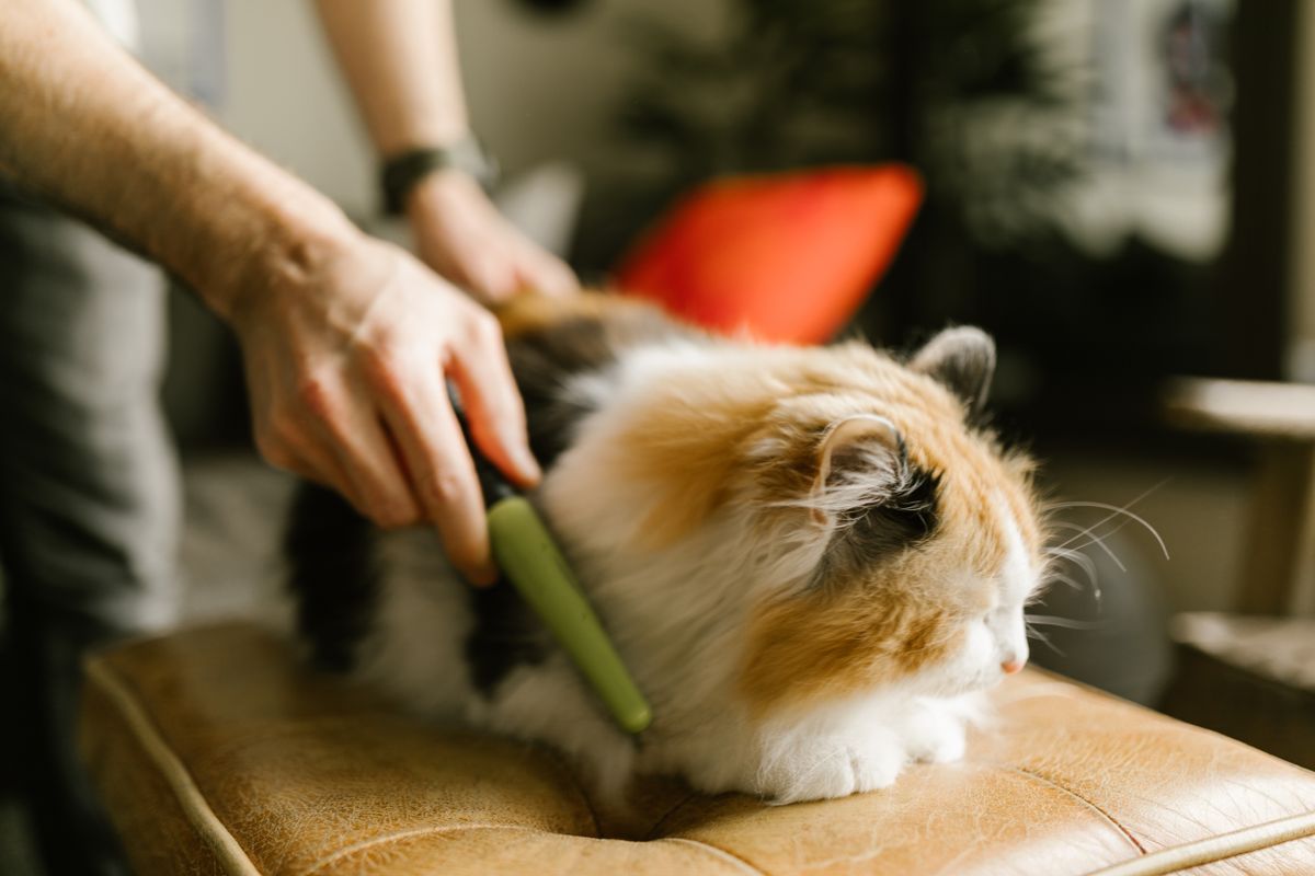 A calm cat being combed by a person's hand