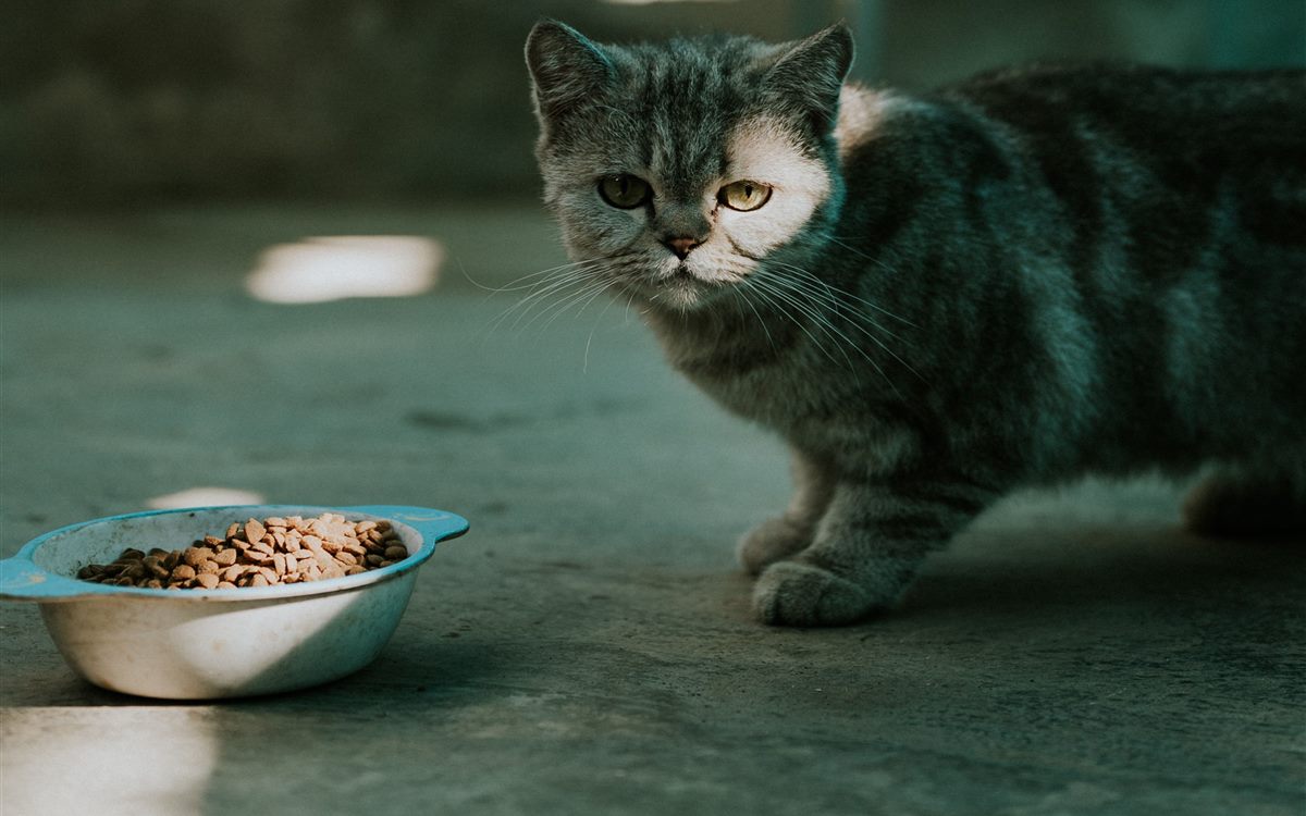 A cat sitting beside a plain food bowl in daylight