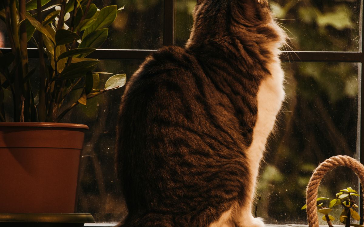 A tabby cat resting calmly by a window