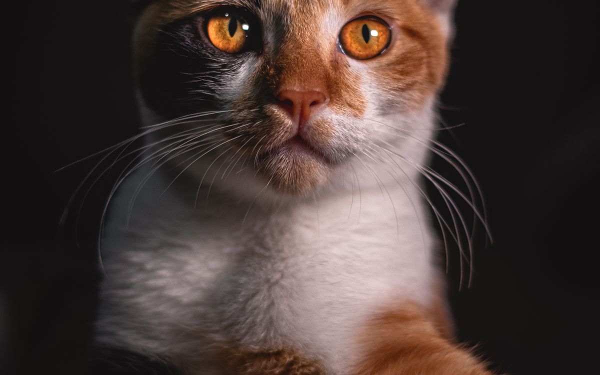 A calm tabby cat
