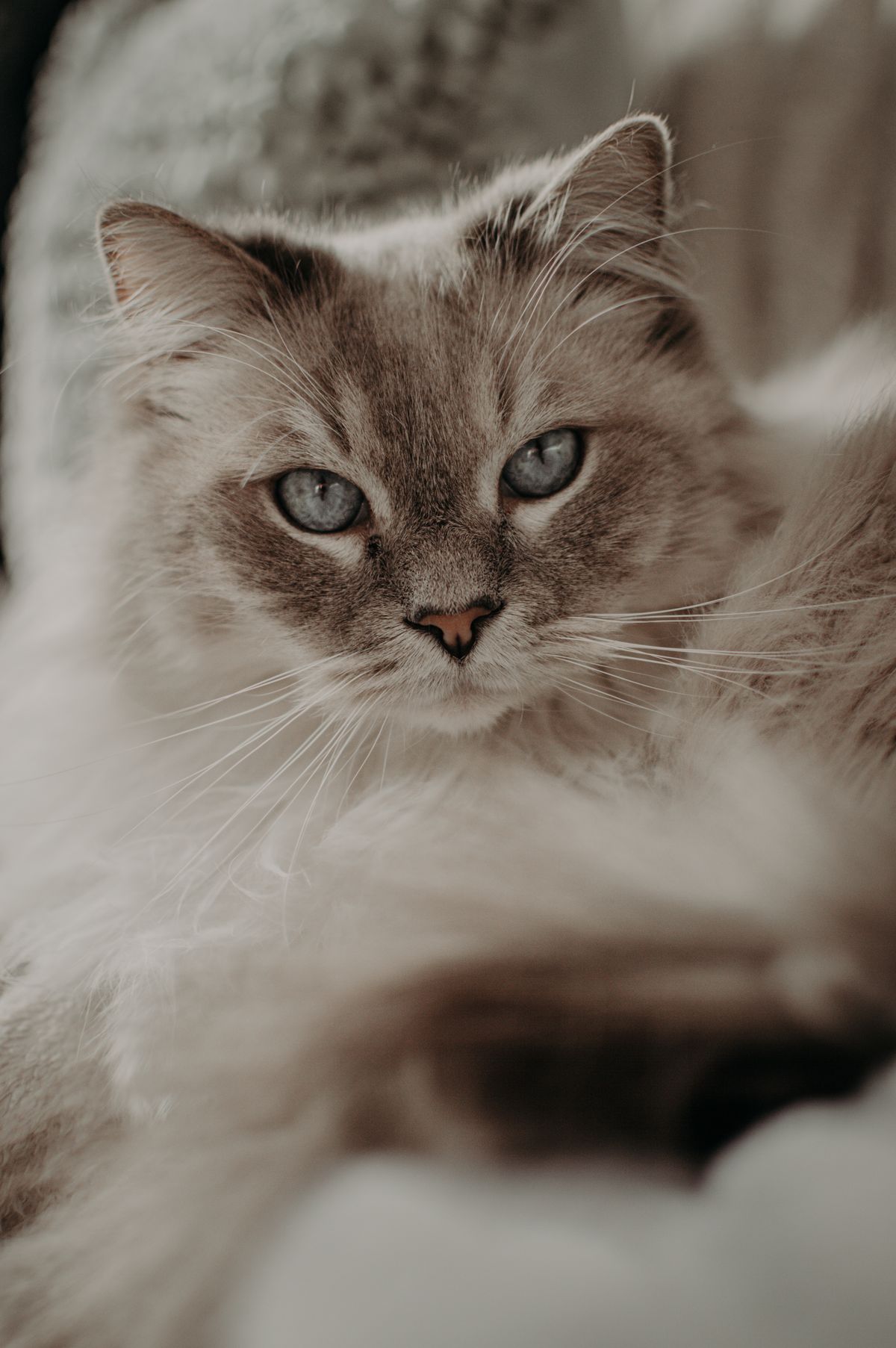 A calm older cat resting and looking at the camera