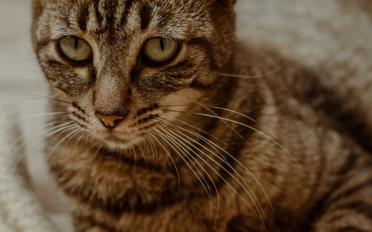 A calm tabby cat resting quietly on a blanket indoors