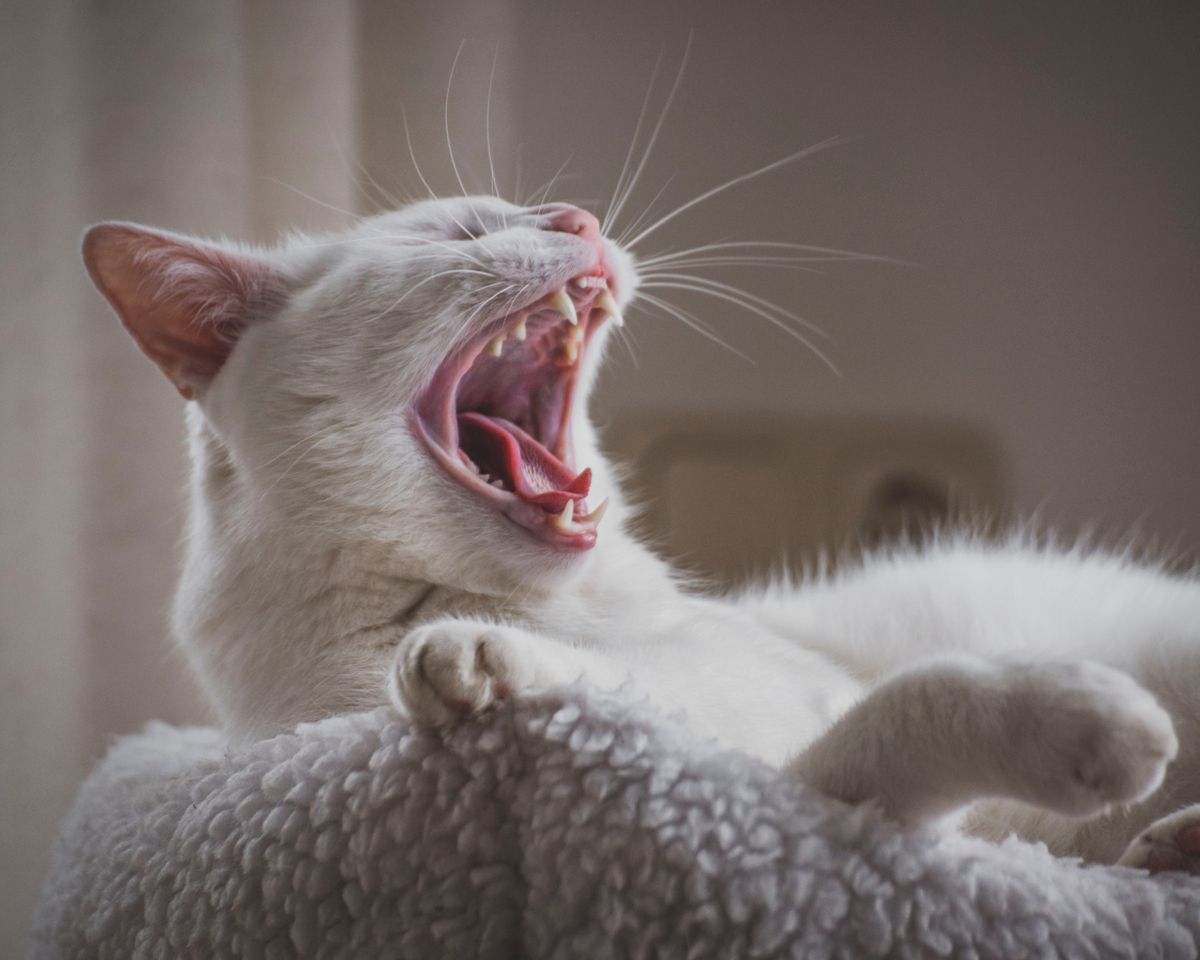 A close-up of an older cat's chin and mouth