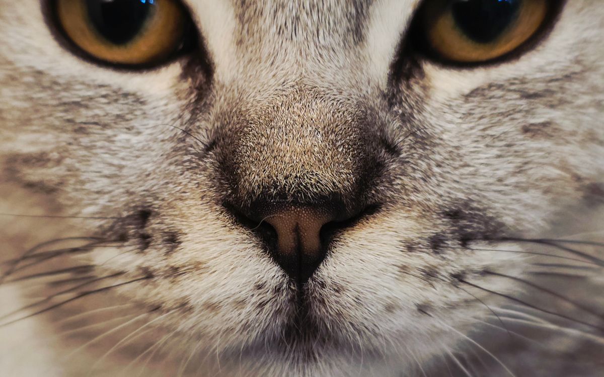 A tabby cat with clear, bright amber eyes