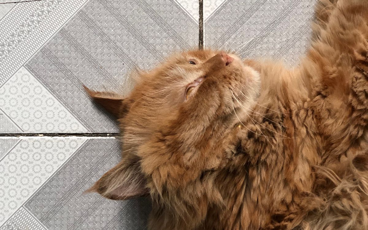An orange cat lying stretched out on a cool tiled floor