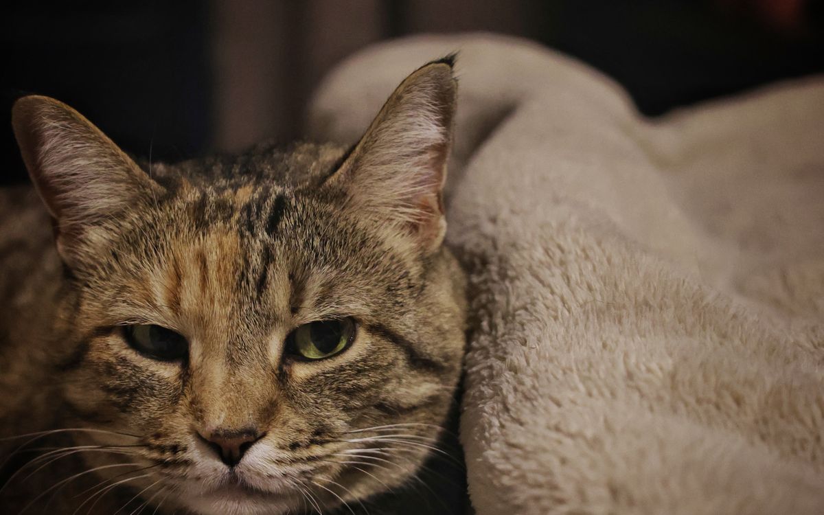 A tabby cat resting comfortably on a soft blanket at home
