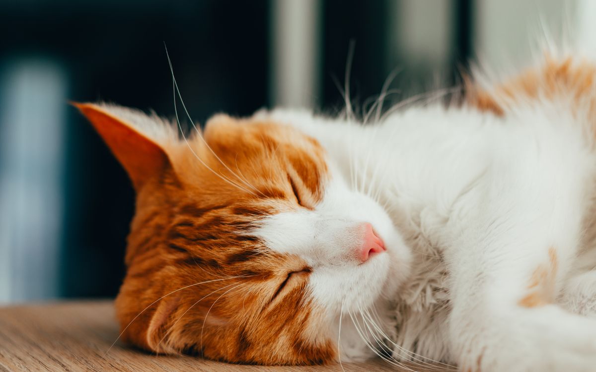 A cat in a deep, relaxed sleep