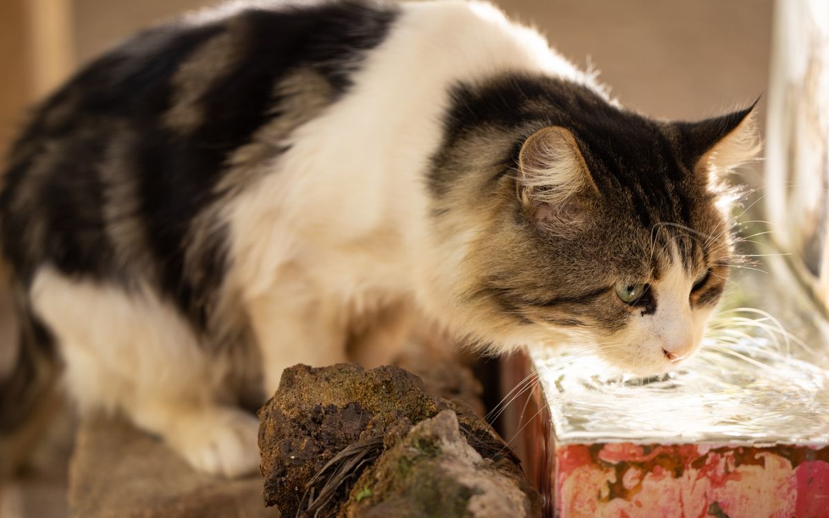 A cat drinking water from a bowl