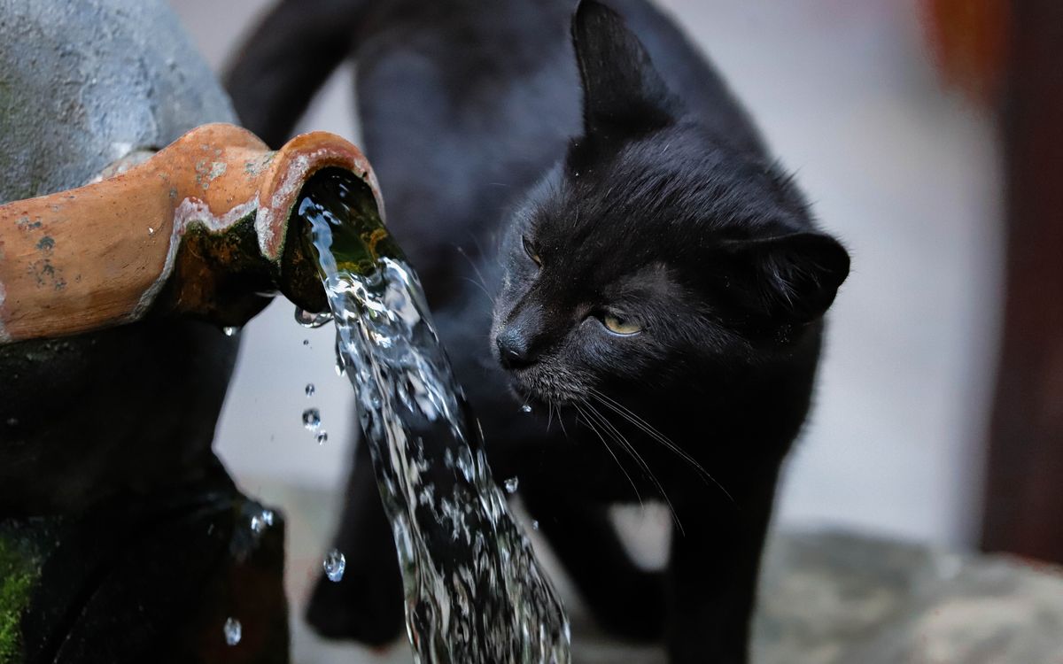 A cat drinking water indoors