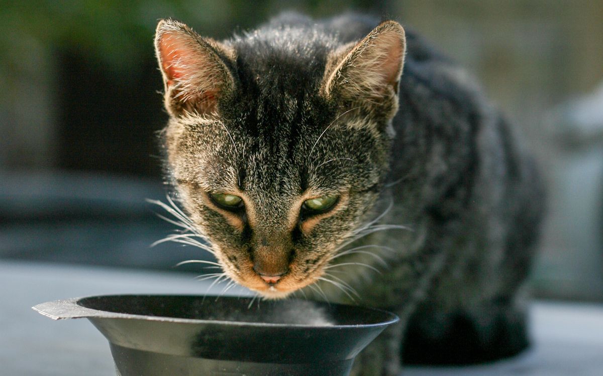 A tabby cat drinking from a water bowl