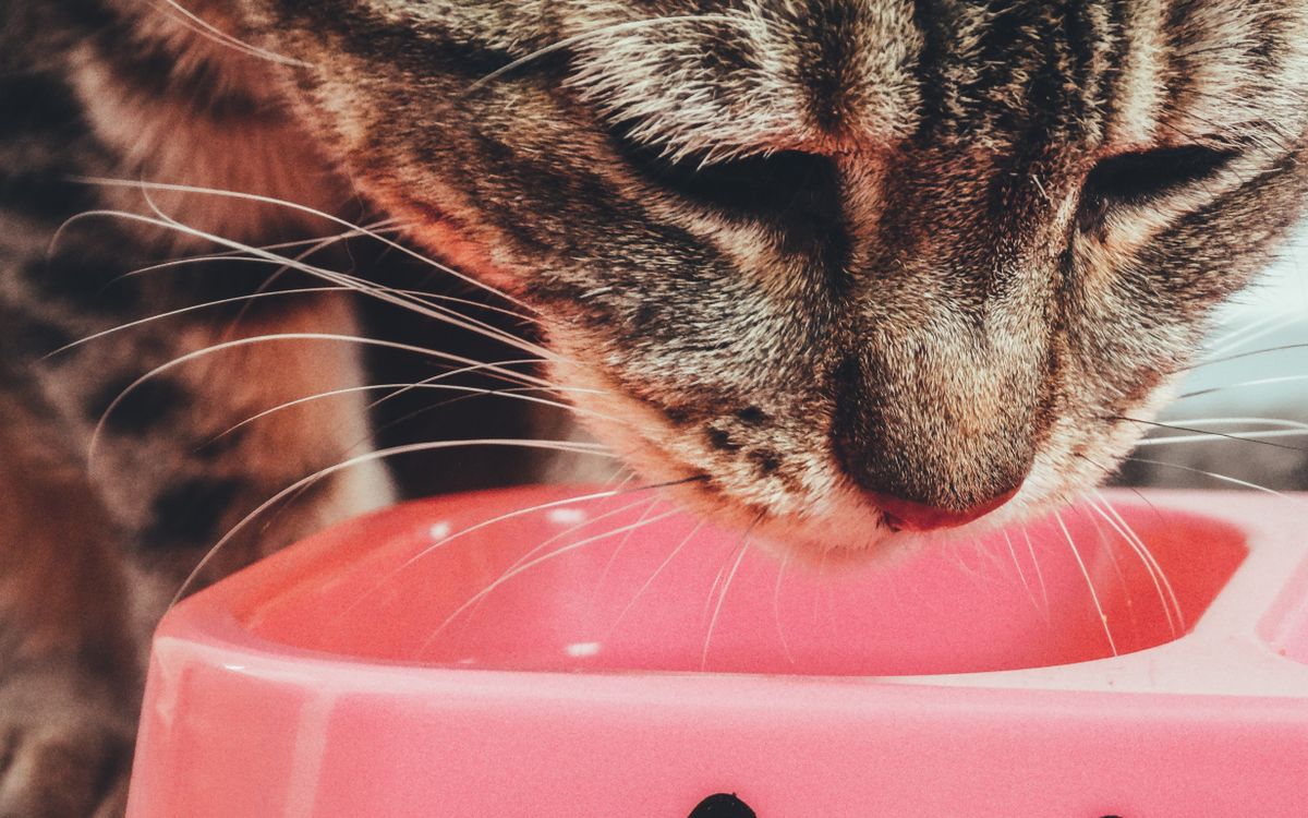 A tabby cat eating from a food bowl