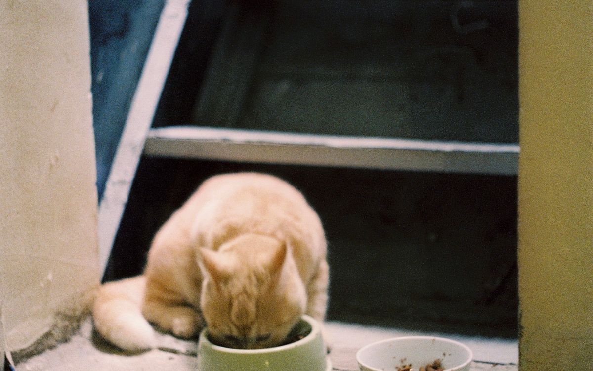 A cat eating from a food bowl indoors