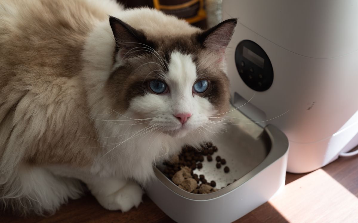 A fluffy cat eating a meal indoors