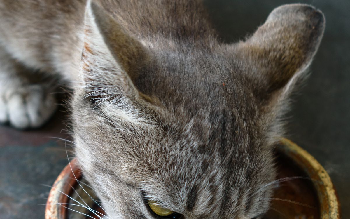 A cat eating from a food bowl