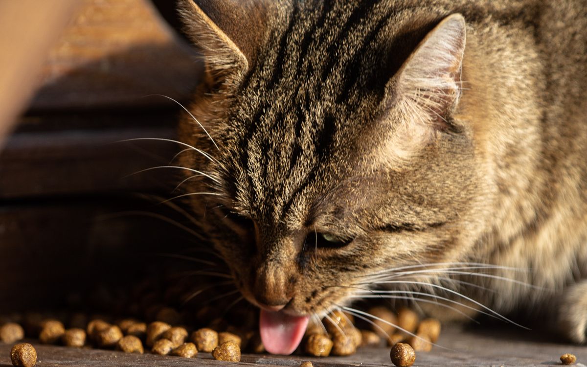 A tabby cat eating from a dish, whiskers spread wide