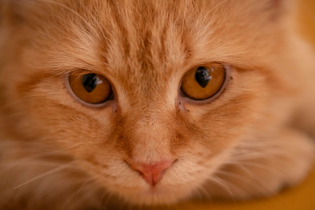 A close-up of a ginger cat's clear amber eyes and nose