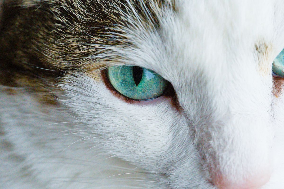 A close-up of a healthy cat's clear, bright eye