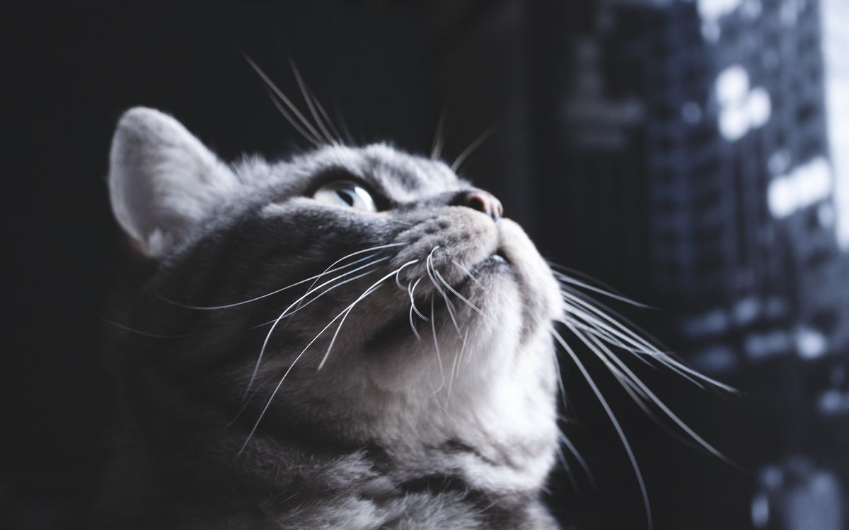 A calm tabby cat's face, close up