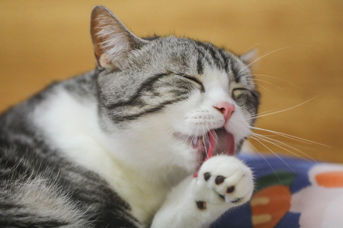 A gray cat licking its paw while grooming