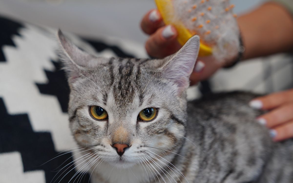 A person gently brushing a cat