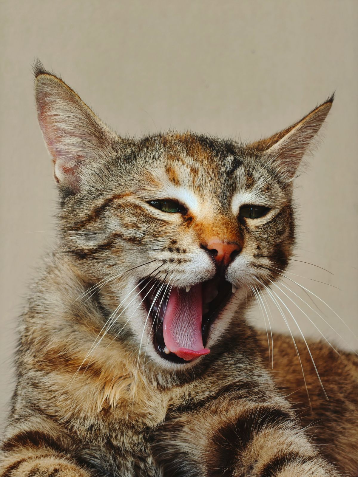 A cat yawning, showing healthy pink gums and mouth