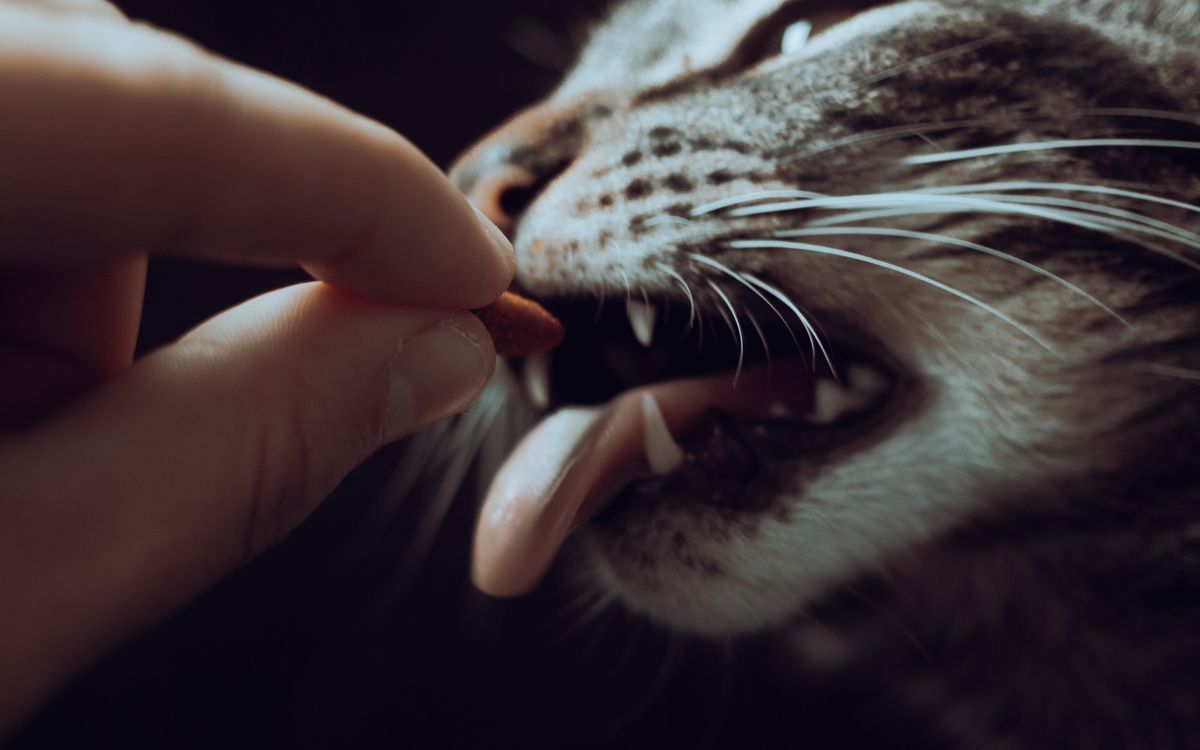 A person offering a treat to a cat by hand