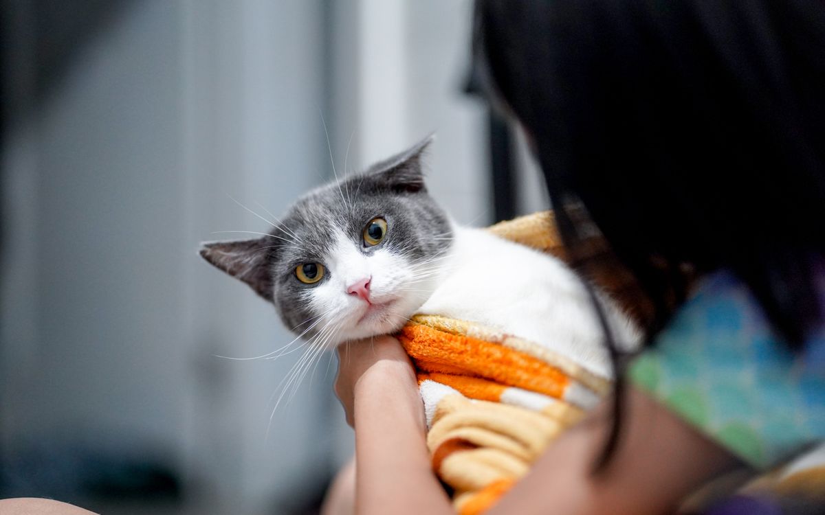A calm cat wrapped in a blanket, held gently