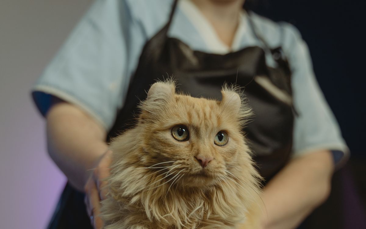 A person gently holding a cat