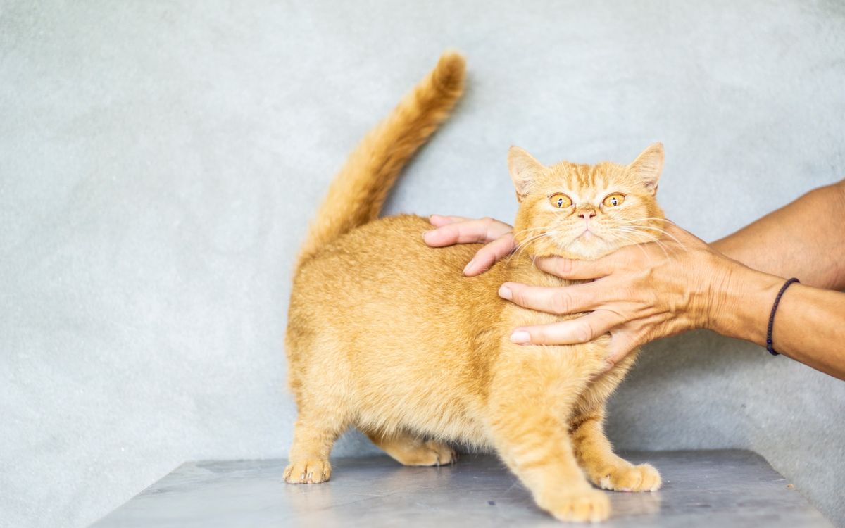 A person gently holding a calm cat