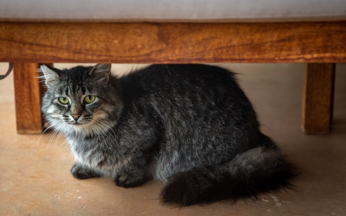 A cat hiding under furniture