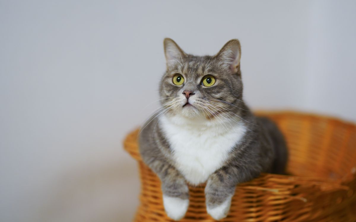 A calm cat resting in a woven basket