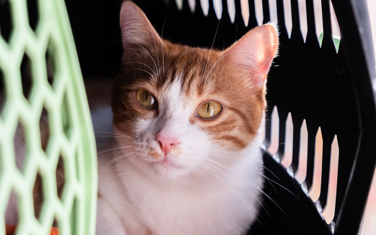 A calm cat resting inside a pet carrier