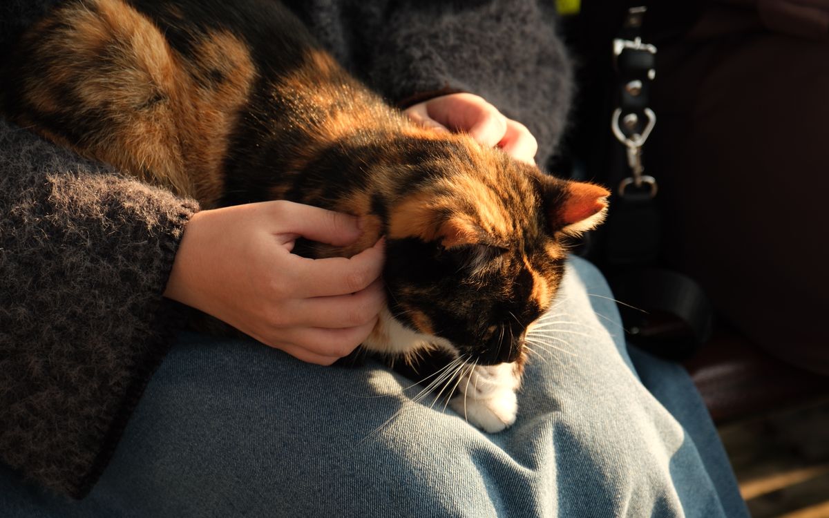 A cat resting on a person's lap