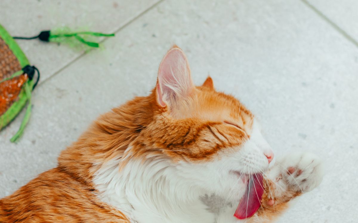 An orange cat lying down, grooming its paw