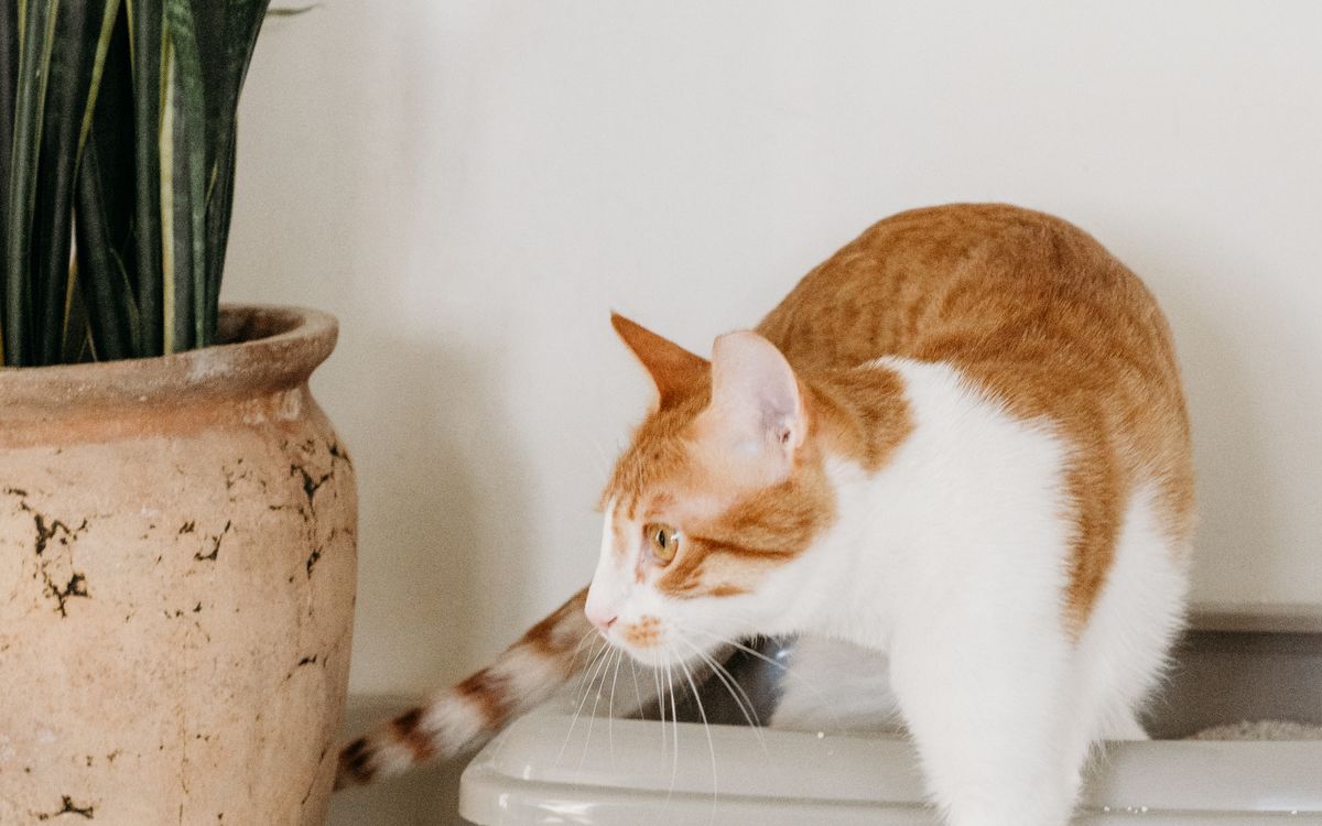 A cat stepping out of a clean litter box