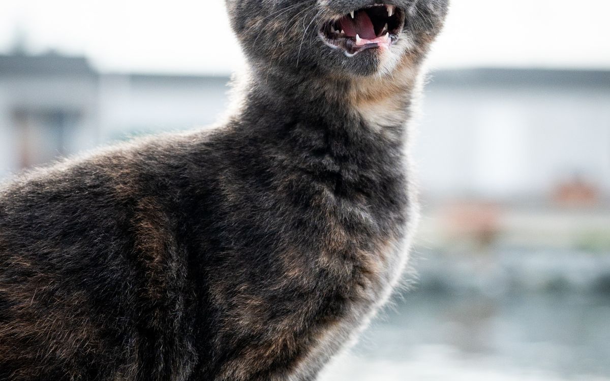 A cat with its mouth open, meowing