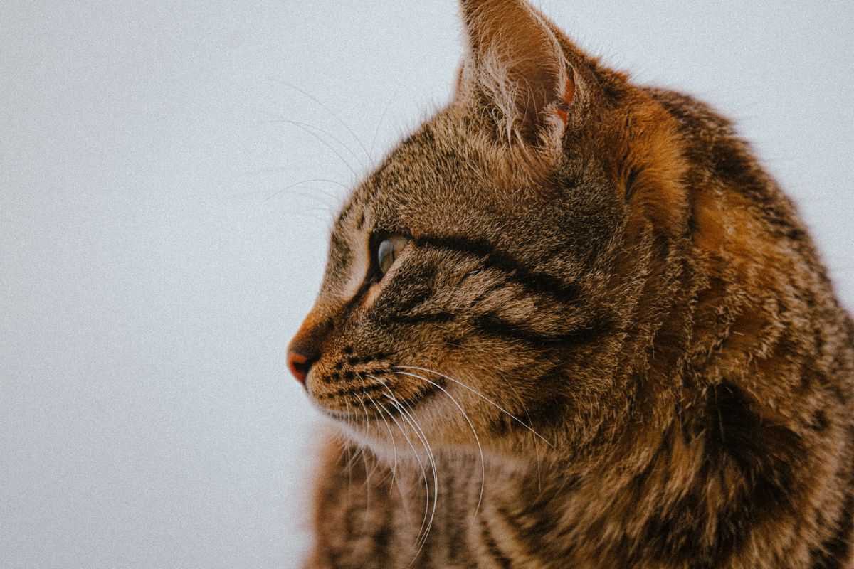 A side profile of an older cat's nose and face