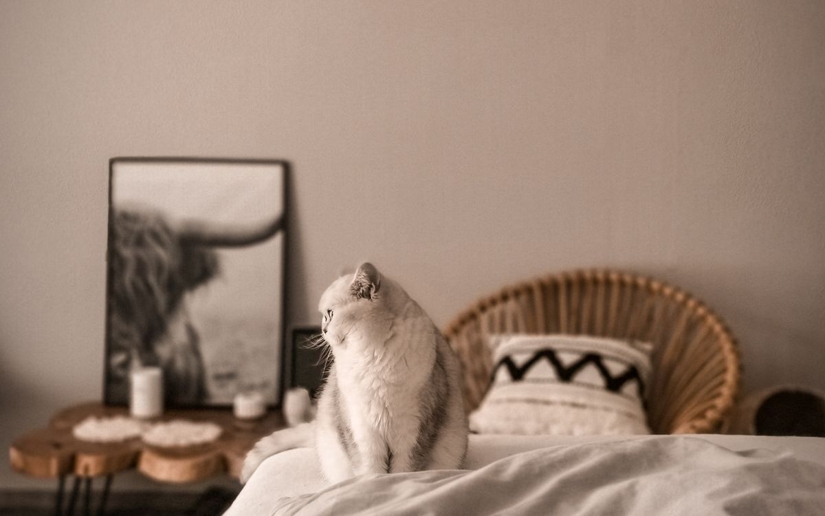 A cat resting on a bed