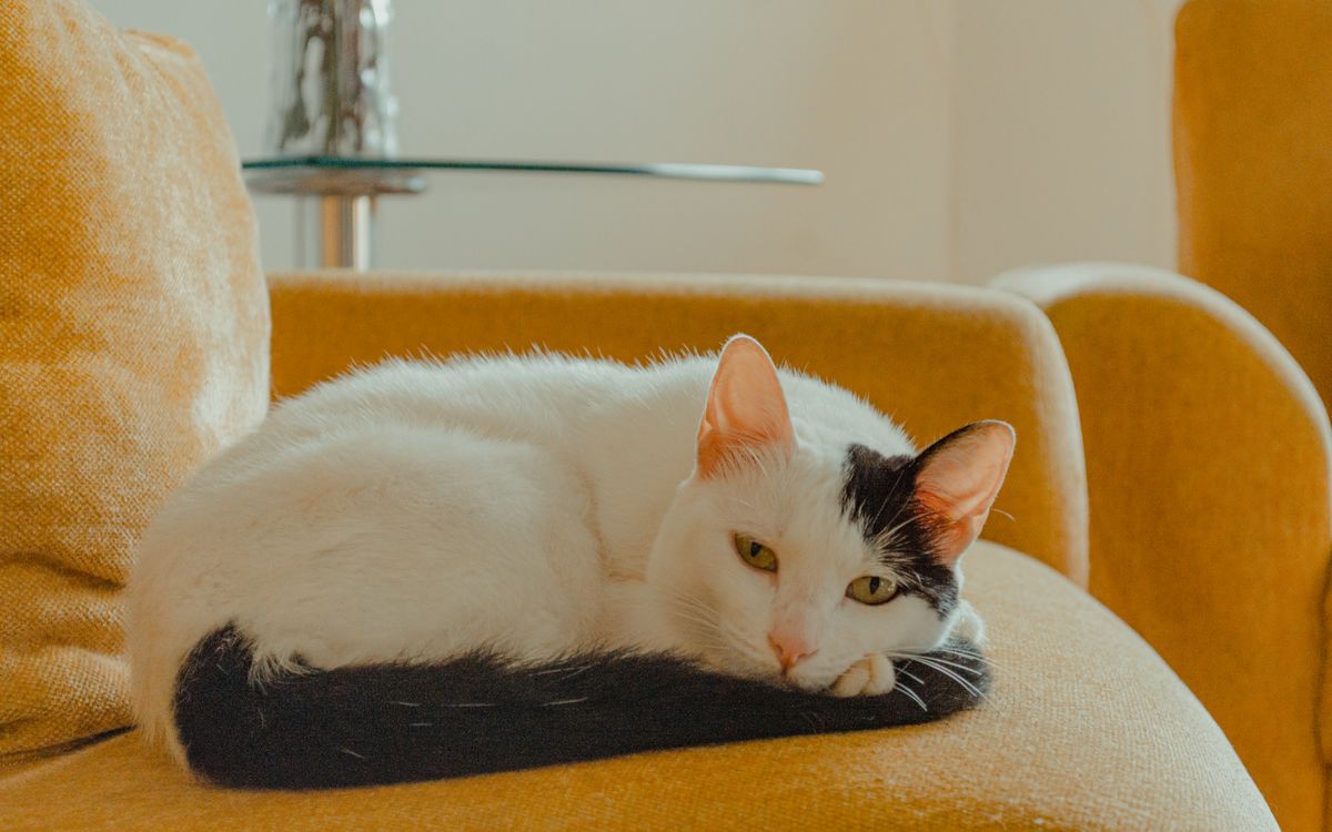 A calm cat resting on a couch