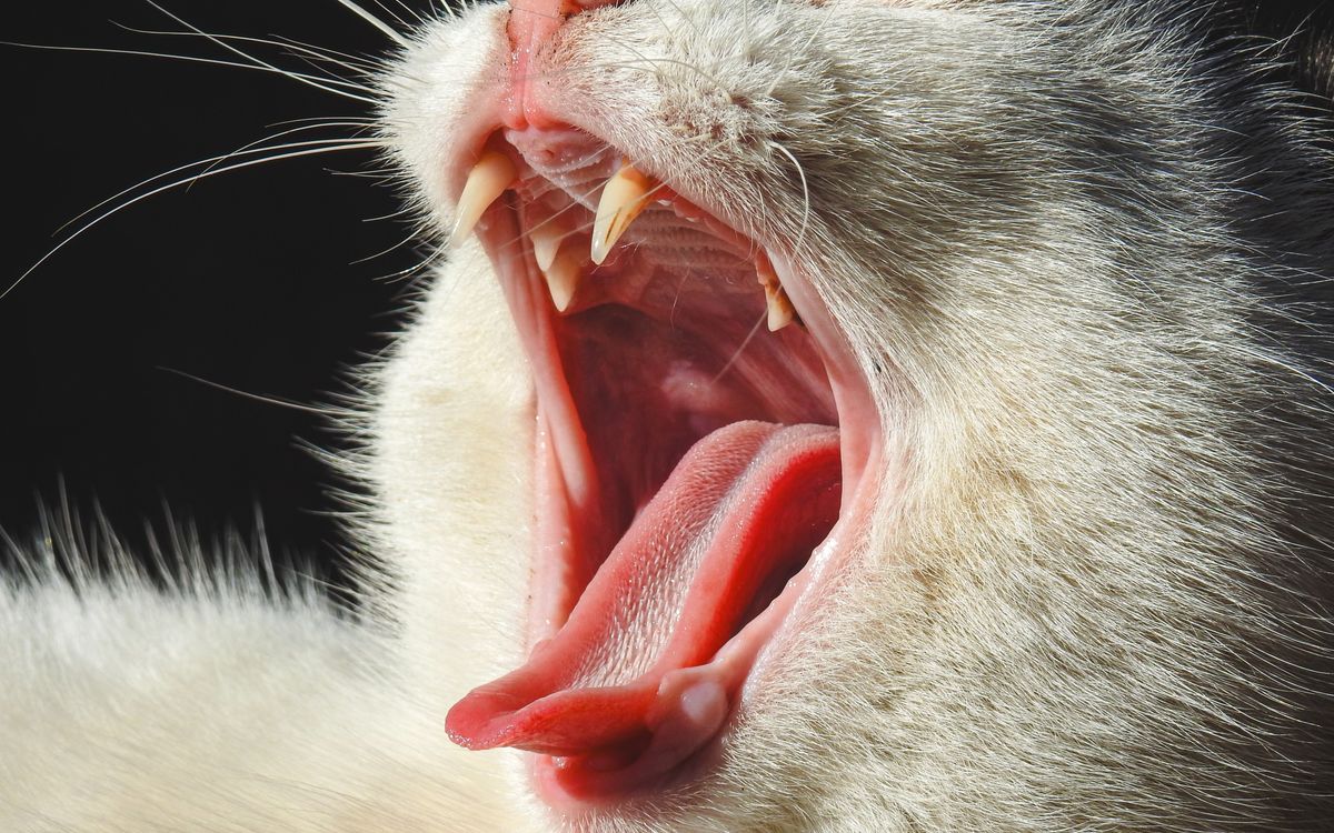 A close-up of a cat's open mouth and teeth