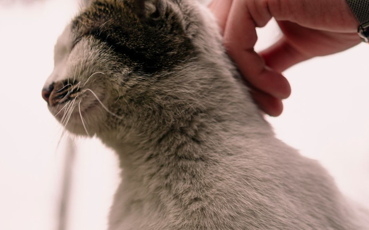A hand stroking a relaxed cat