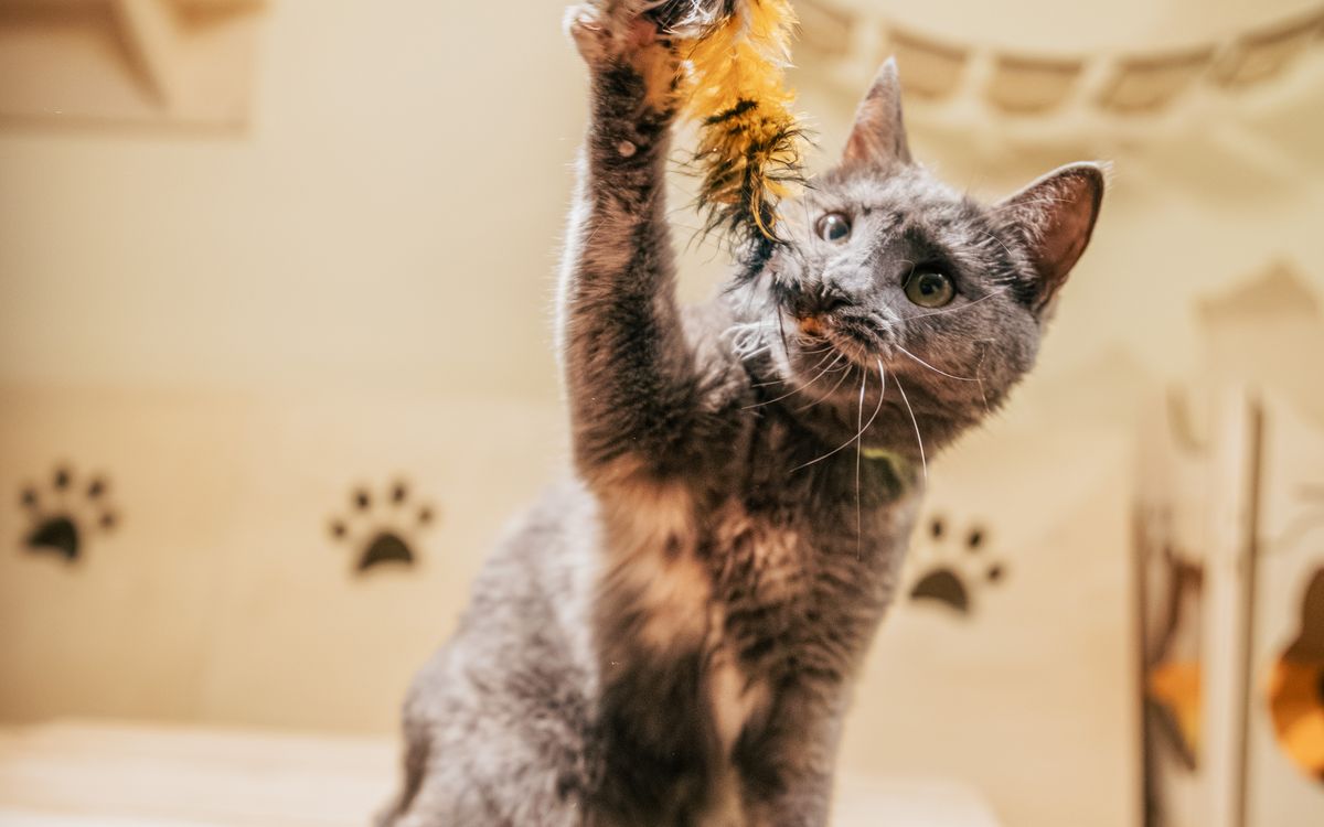 A cat playing actively with a feather toy indoors