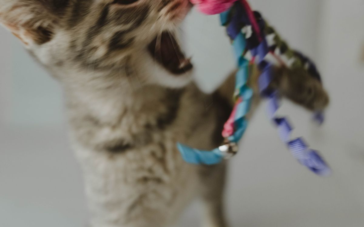 A cat batting at a toy