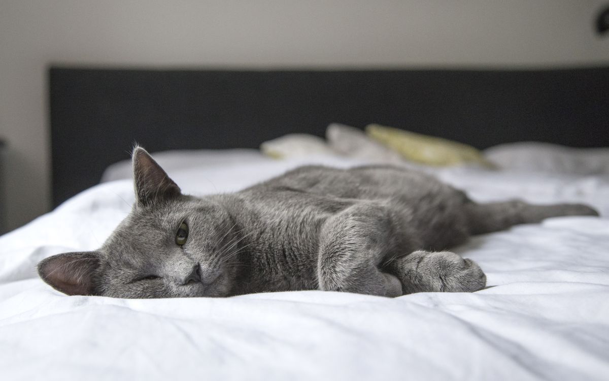 A relaxed gray cat lying peacefully on a bed