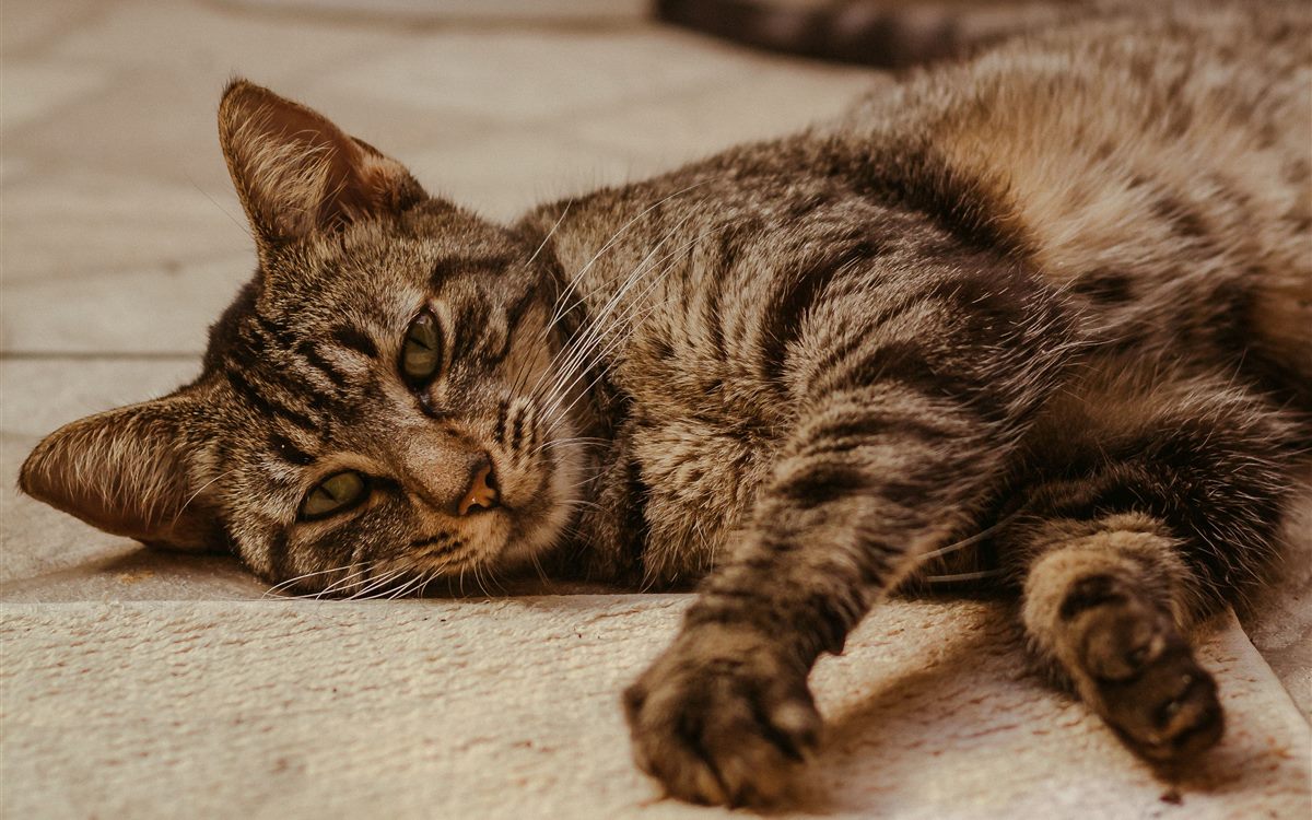 A tabby cat lying relaxed on a tiled floor indoors